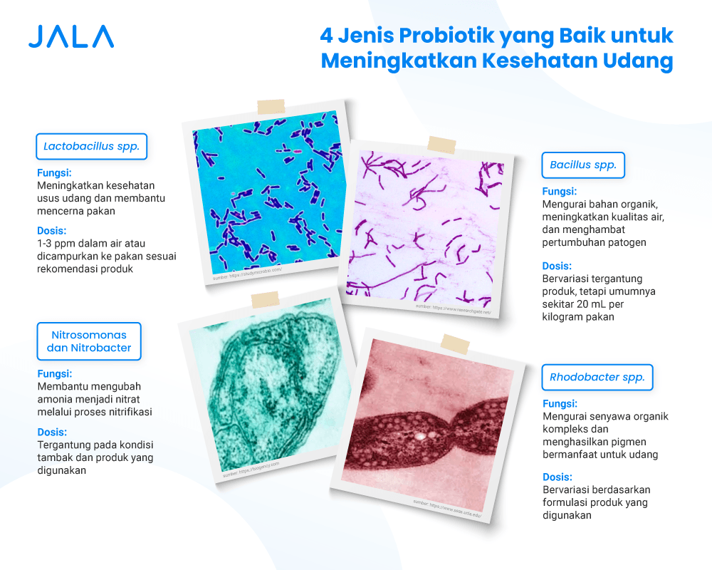 10MAR_ARTIKEL-JALA_PROBIOTIK_ID.png