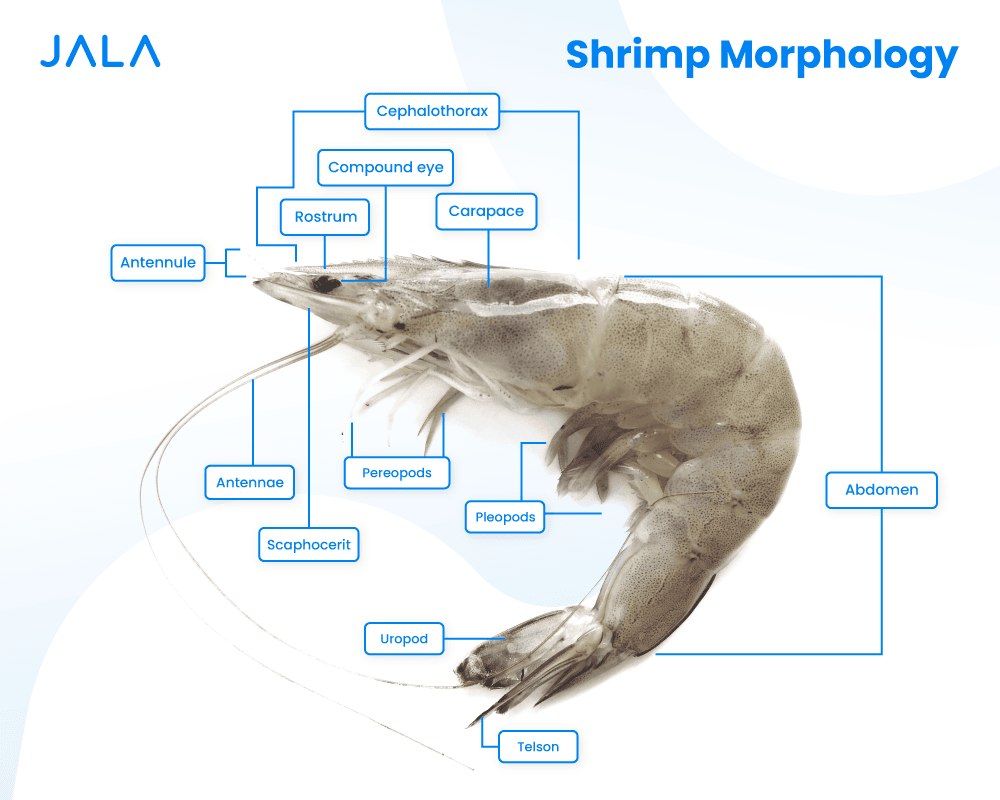 Image of vannamei shrimp morphology