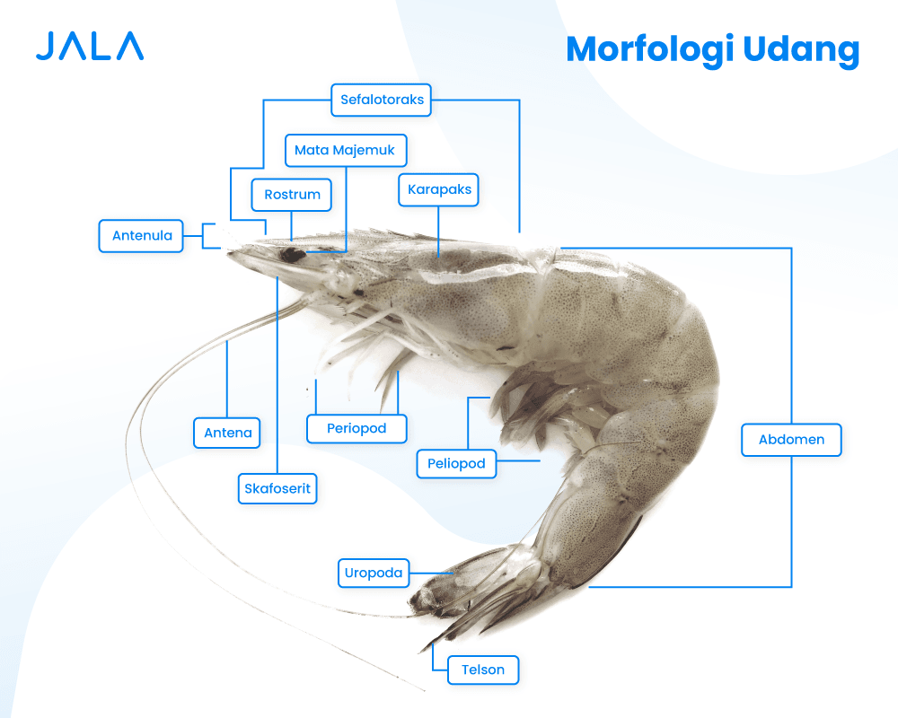 10OKT_ARTIKEL-FROSALA_MORFOLOGI-UDANG_ID.png