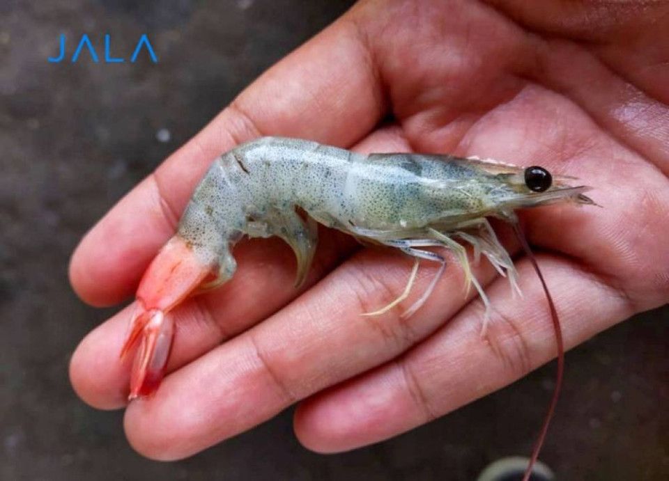 5 Ways to Prevent Vannamei Shrimp Diseases JALA Blog