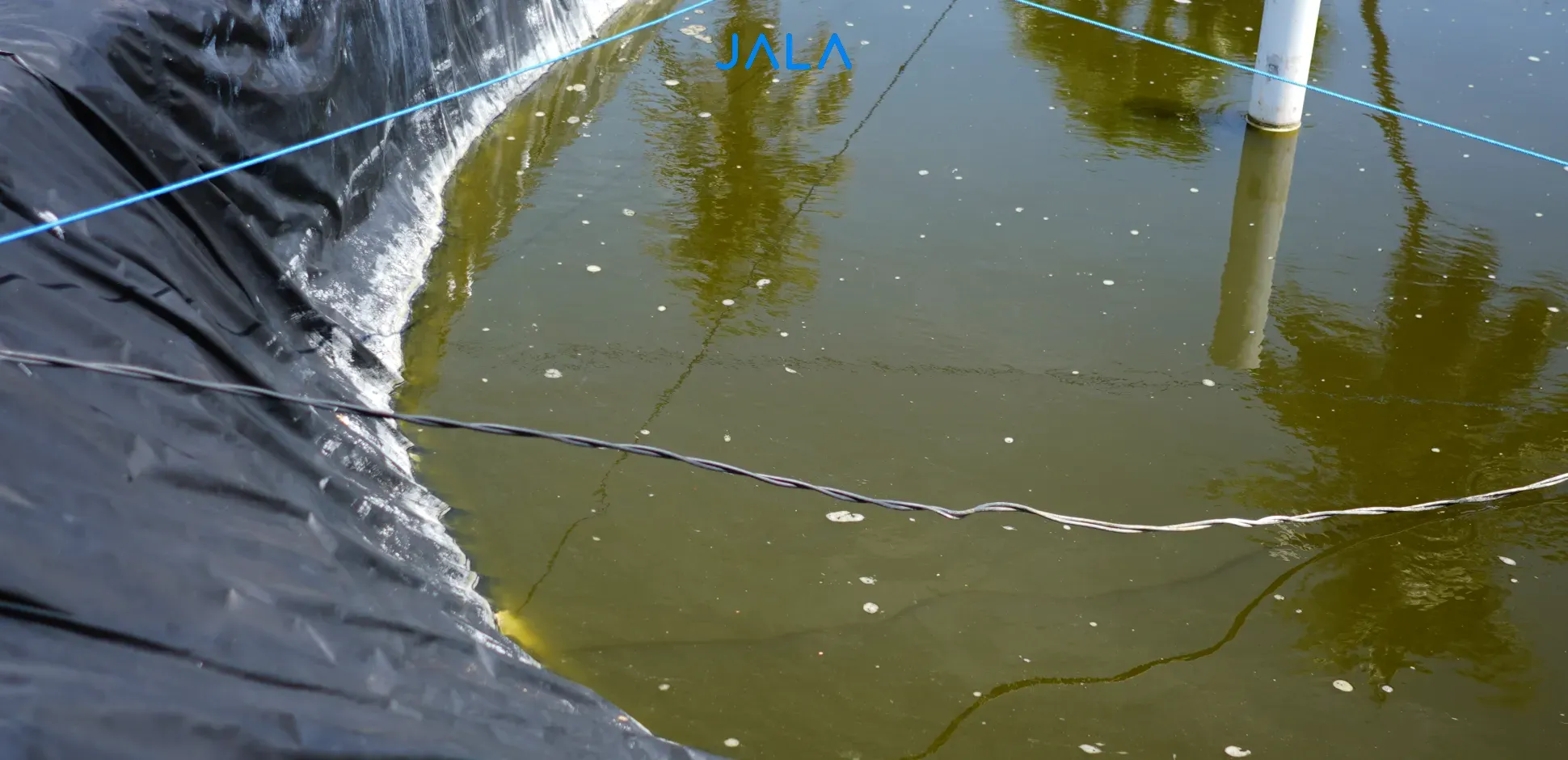 How to Clear Turbid Pond Water when Cultivating Shrimp JALA Blog