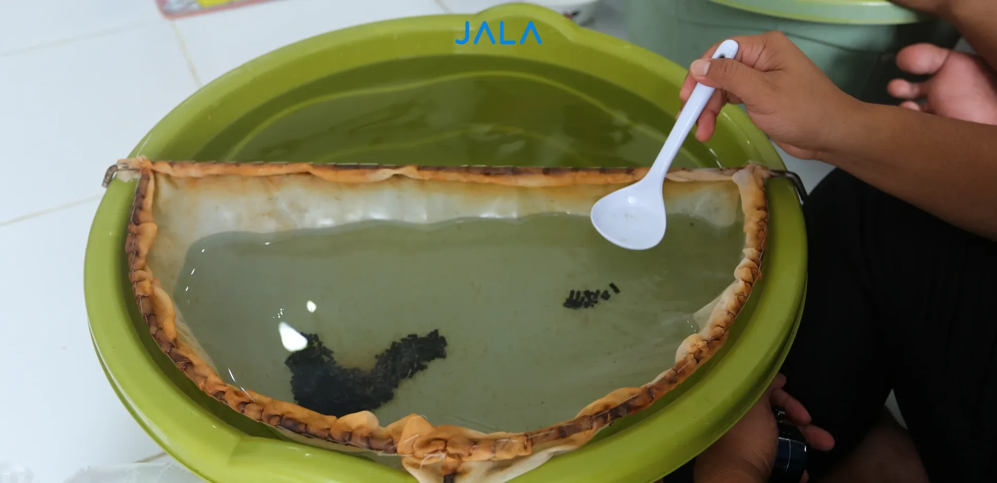 9 Panduan Memilih Benur Udang: Ciri yang Berkualitas dan Kurang Baik ...