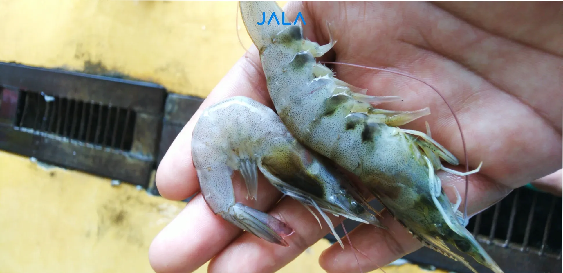 Symptoms And Treatment Of Black Gill Disease In Shrimp Jala Blog