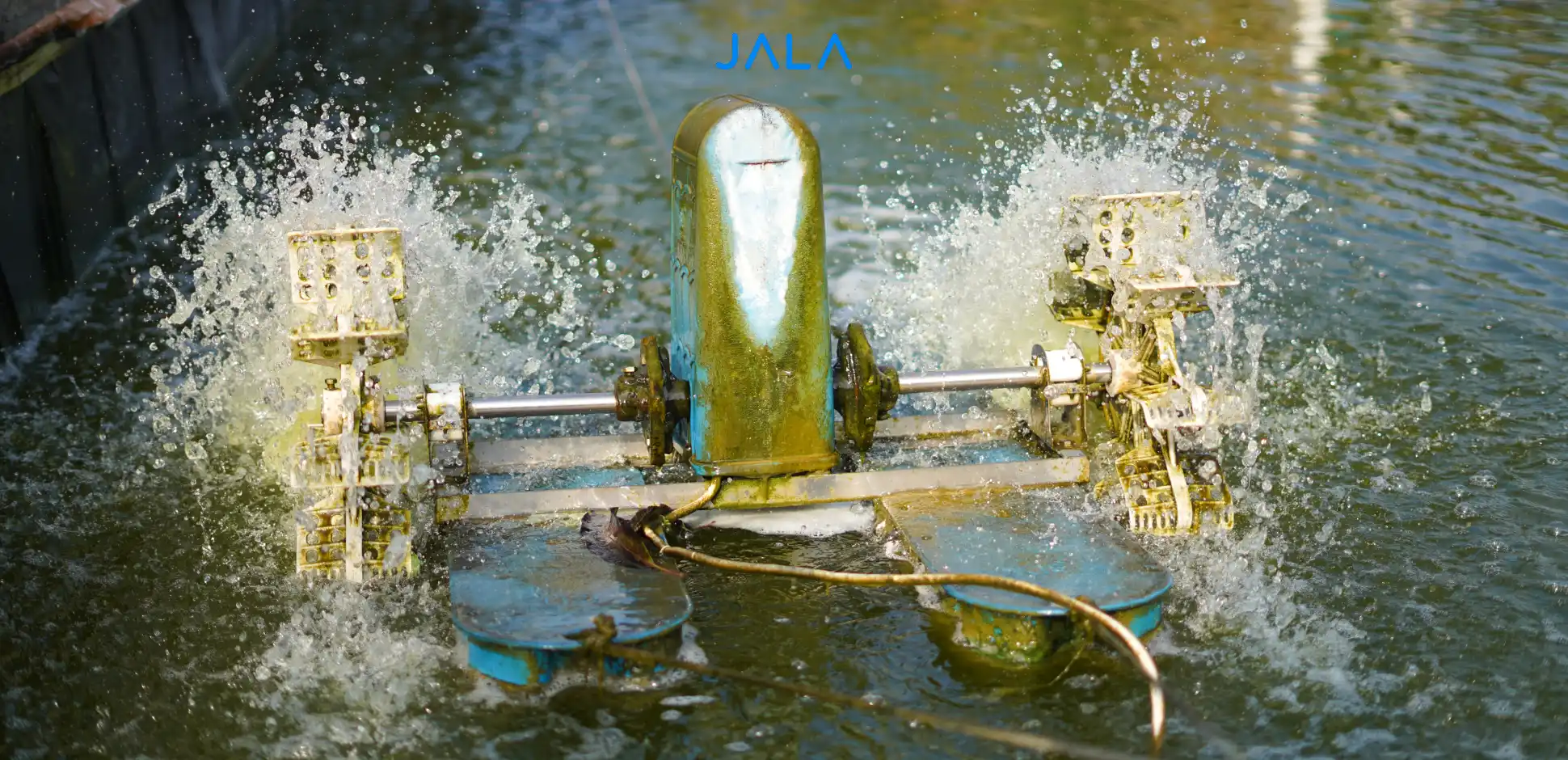Get to Know Probiotics in Shrimp Farming | JALA Blog