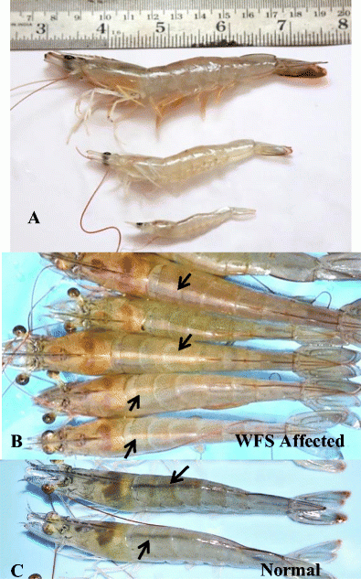 EHP parasitology research.gif