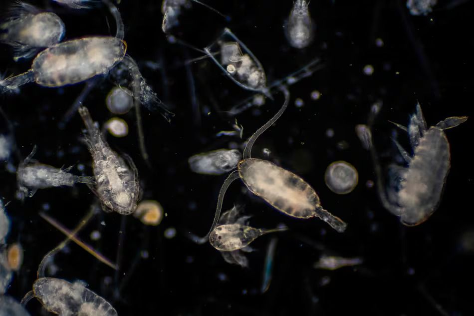 Marine-plankton-credit-saic.jpg