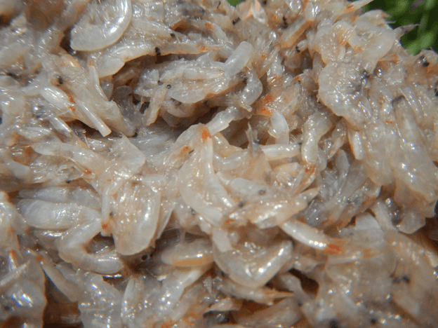 Udang rebon.png