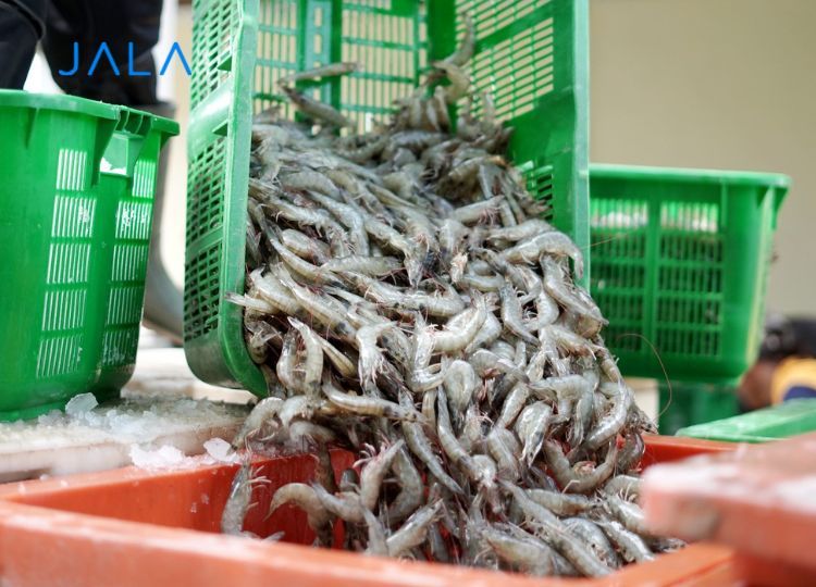 Illegal shrimp fishing gear (locally named Semari) in Hormozgan
