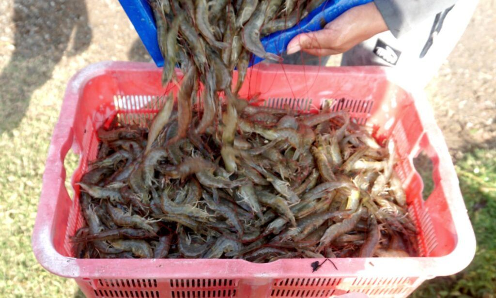 Petambak udang berhasil meningkatkan produktivitas tambaknya.