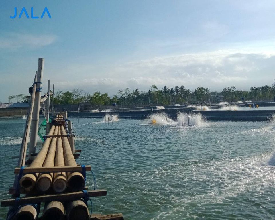 Shrimp Farming Dynamics in Sumenep | JALA Blog