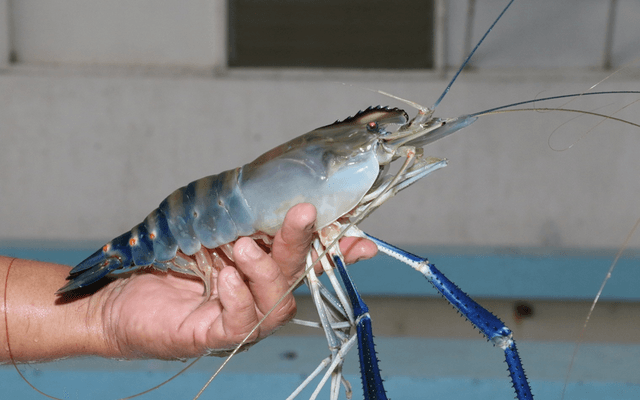 Pengertian Udang Galah Ciri Ciri Dan Habitatnya JALA Blog