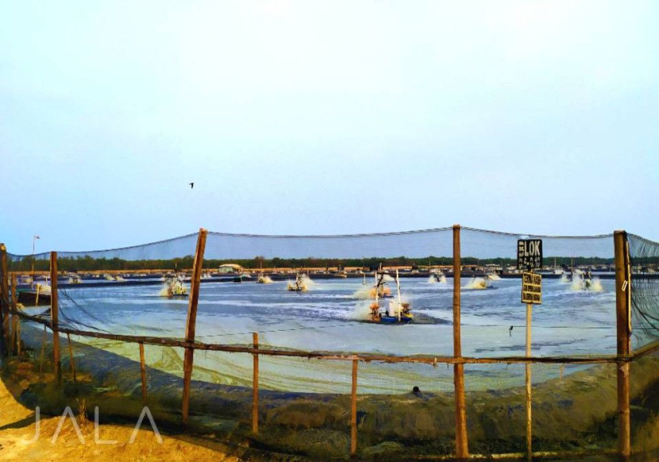 Udang Jerbung: Alternatif Budidaya, Awalnya Dianggap Hama | JALA Blog